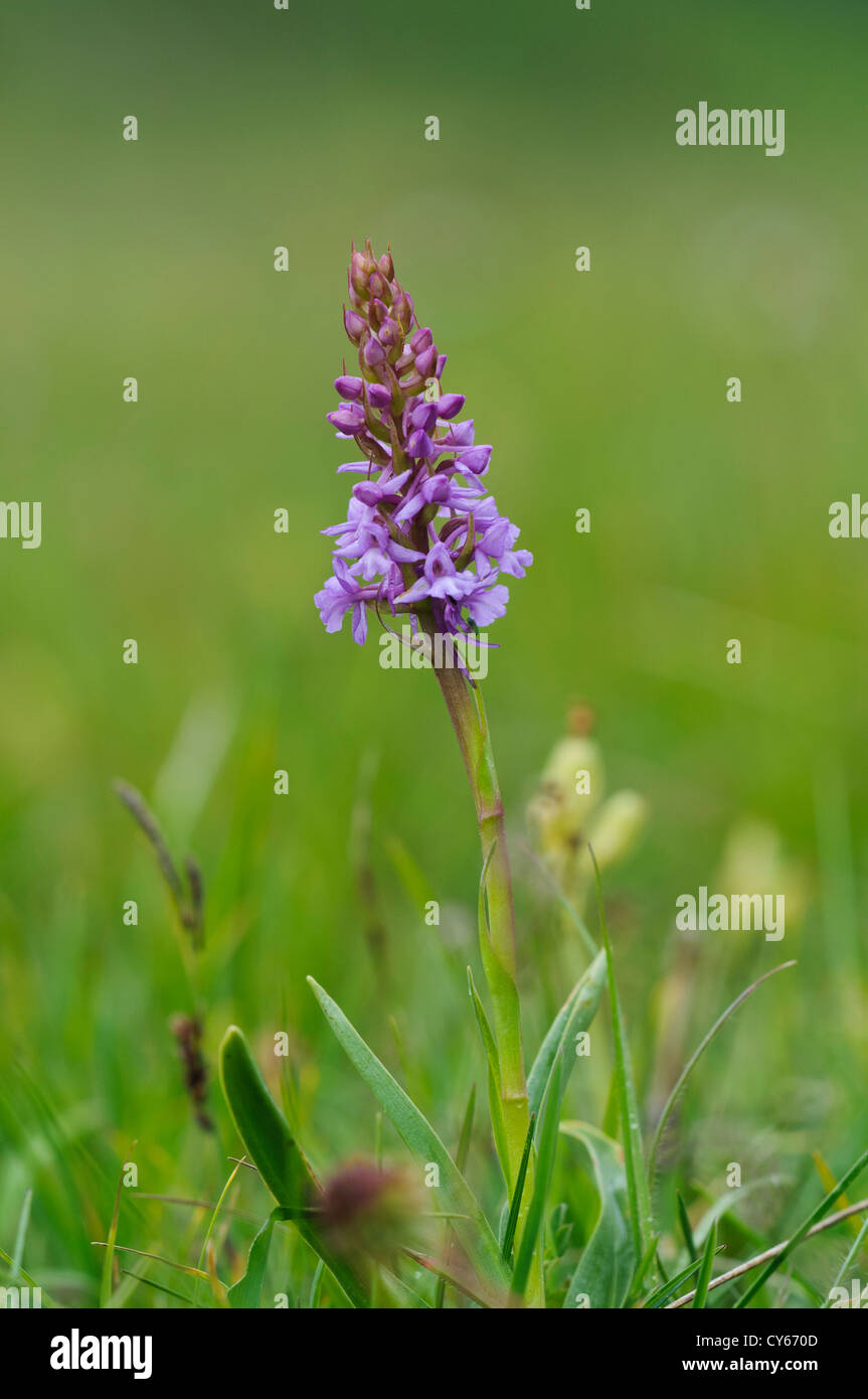 A chalk fragrant orchid (Gymnadenia conopsea) flowering in grassland at Parkgate Down in Kent. june. Stock Photo
