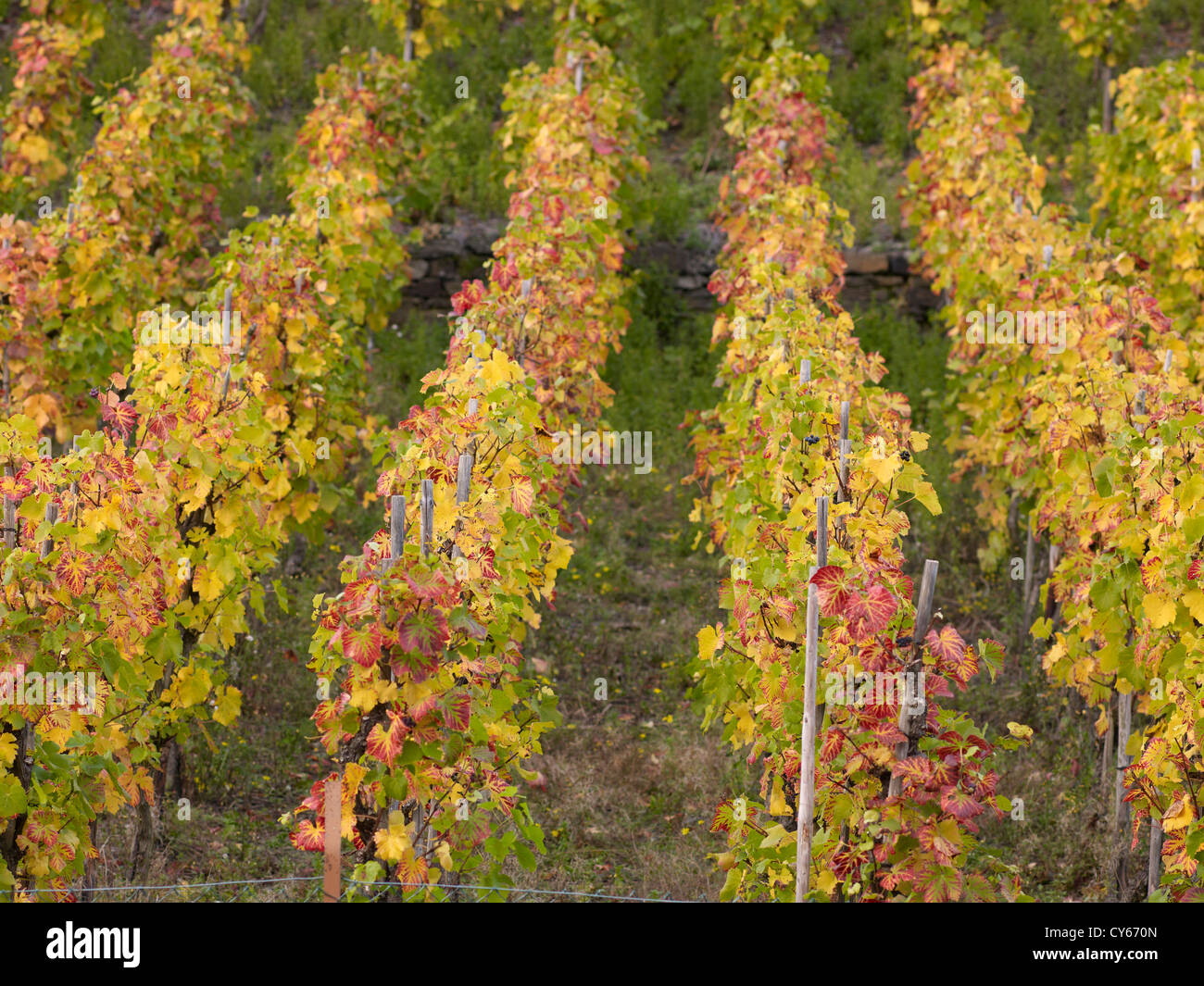 In the vineyards of the romantic village Mayschoß,Ahr valley,Eifel ...