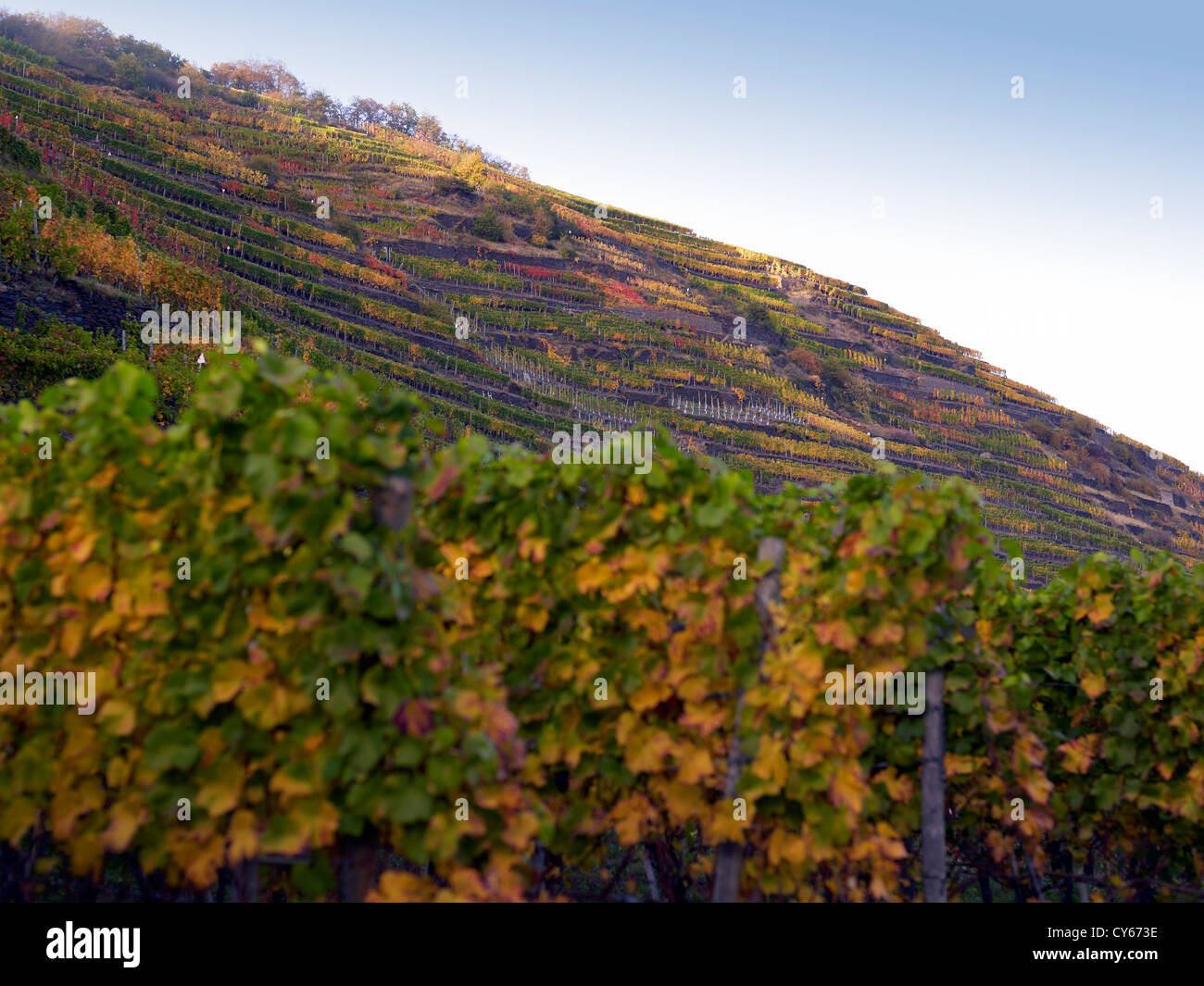 In  the vineyards of the  romantic village Mayschoß,Ahr valley,Eifel,Rhineland-Palatine,Germany Stock Photo