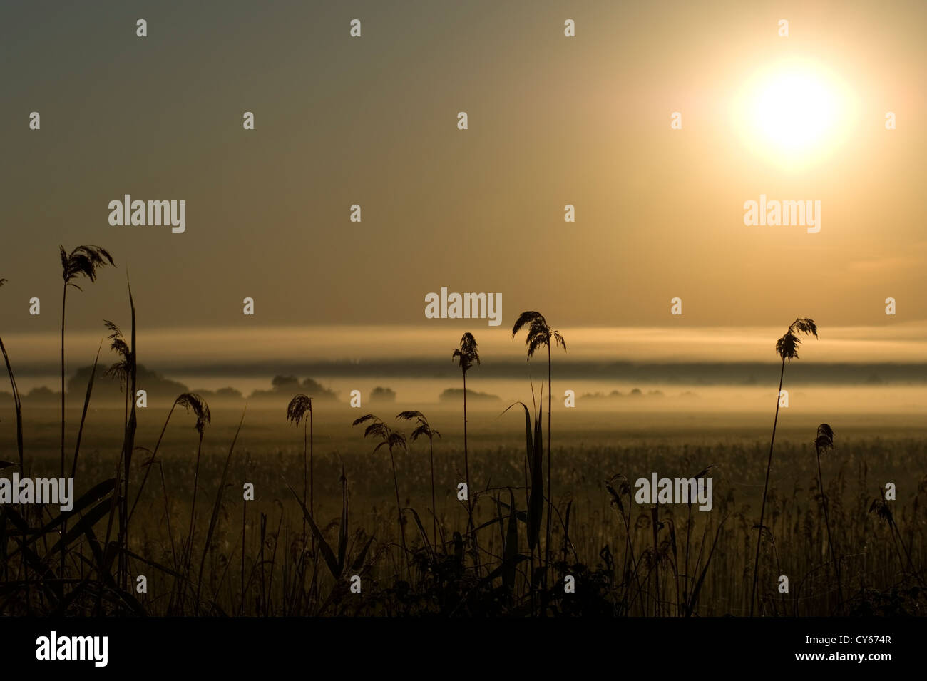 Reeds in the Biebrza marsh, Poland Stock Photo