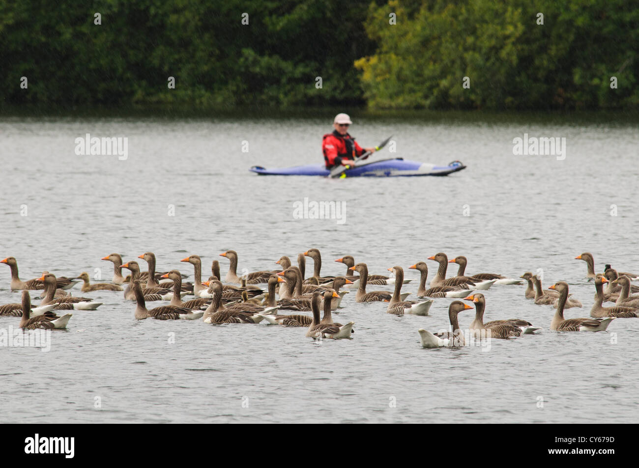 A mixed flock of adult and young greylag geese (Anser anser) and Canada geese (Branta canadensis) being rounded up at Sevenoaks Stock Photo