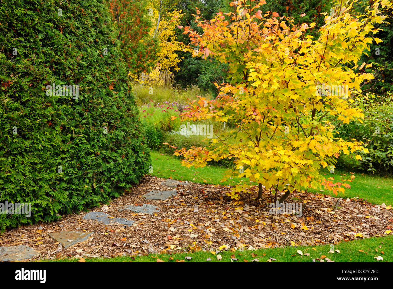 Cedar and maple tree in autumn, Greater Sudbury, Ontario, Canada Stock Photo
