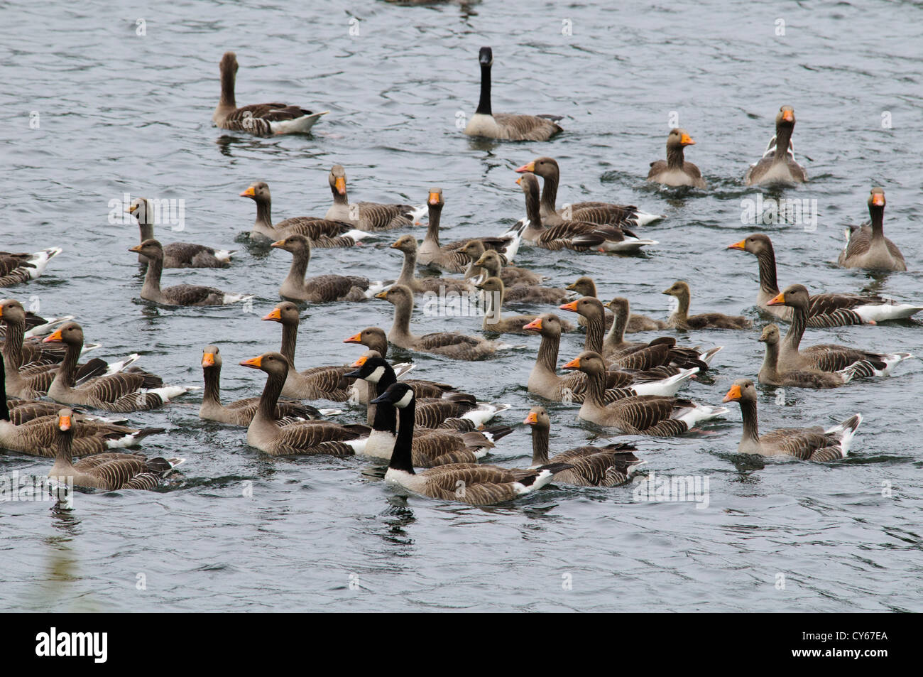 A mixed flock of adult and young greylag geese (Anser anser) and Canada geese (Branta canadensis) being rounded up at Sevenoaks Stock Photo