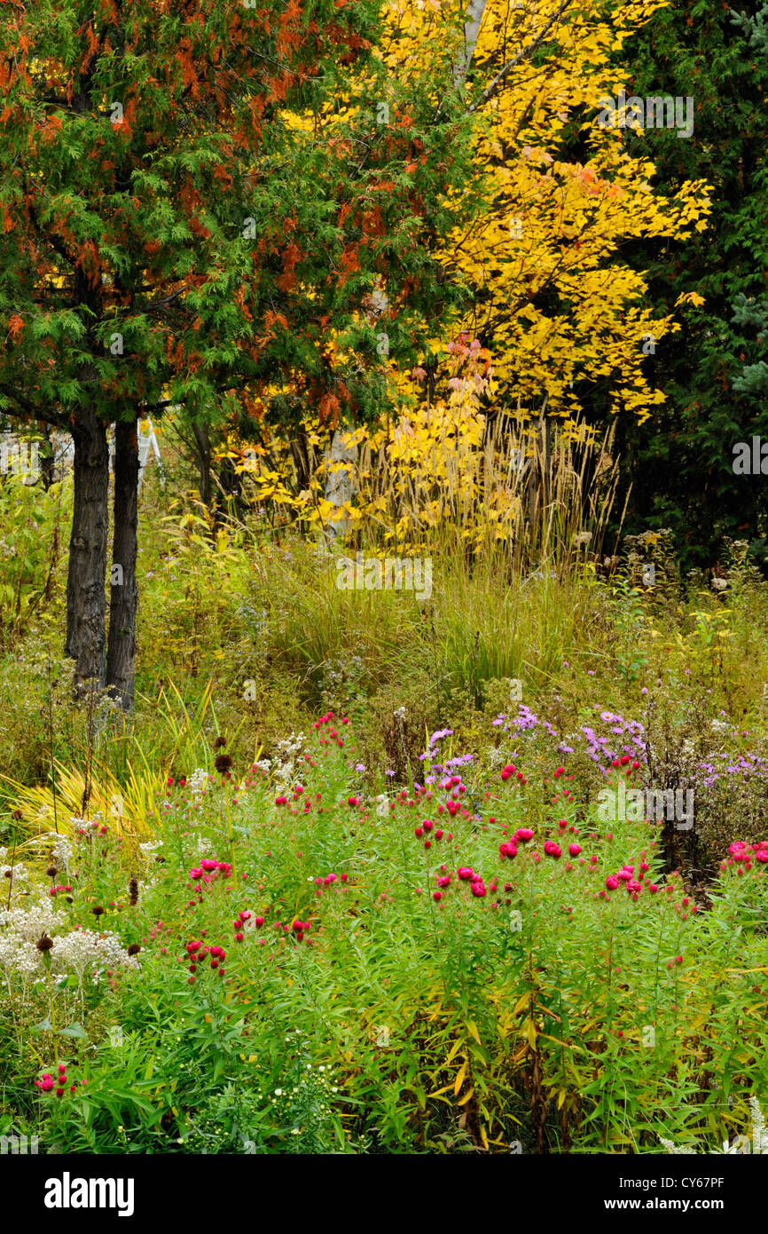 Naturalized meadow with asters, grasses and cedar, Greater Sudbury, Ontario, Canada Stock Photo
