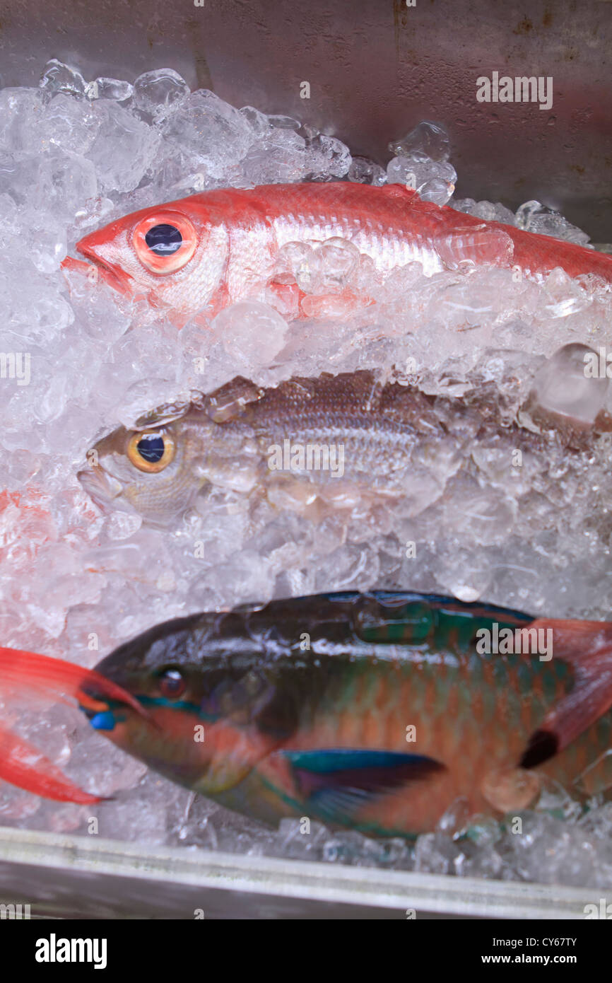 tropical fish prices