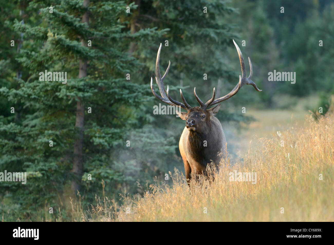 A bull elk stands on a hillside, intent on keeping track of his harem, Northern Rockies Stock Photo