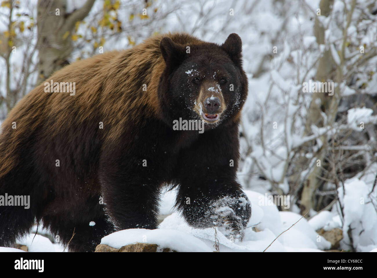 A black bear sow marches through wet snow from an early Autumn snowfall, Northern Rockies Stock Photo