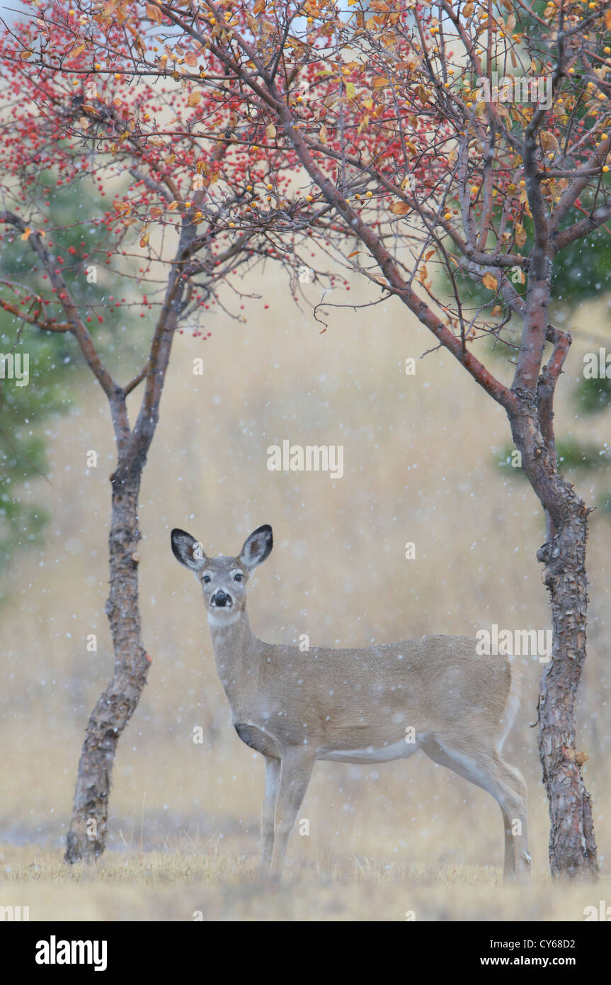 A white-tailed deer fawn experiences his first snowfall, Missoula, Montana Stock Photo