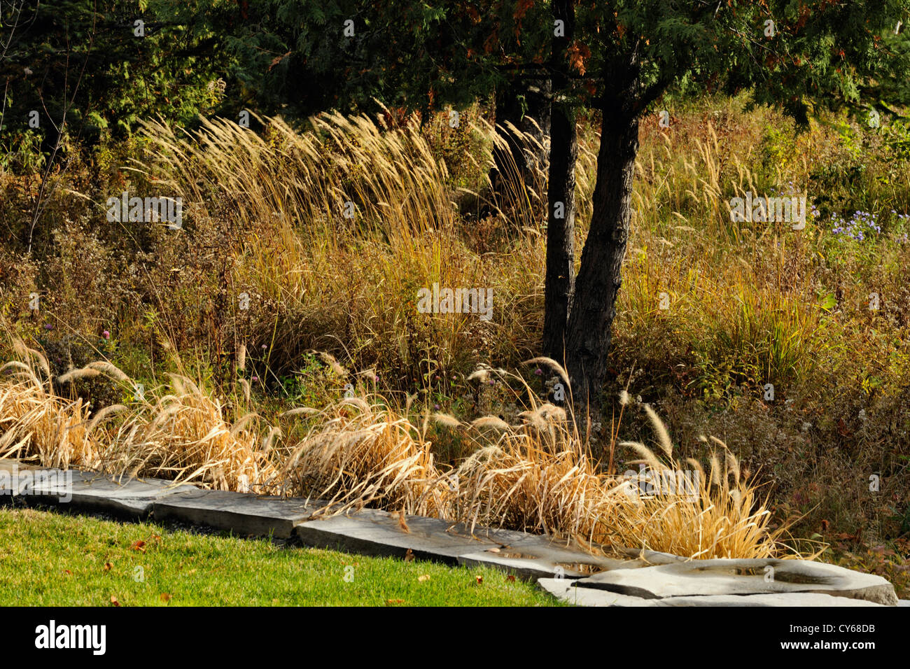 A stone wall looking onto a meadow with grasses and cedar, Greater Sudbury, Ontario, Canada Stock Photo