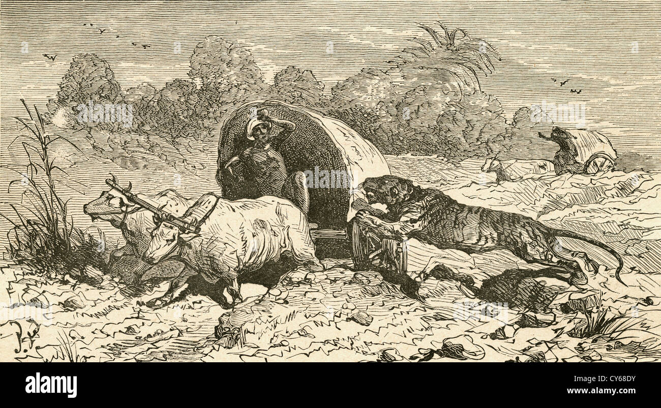 A Bengal tiger attacking a covered wagon in India in the 19th century. Stock Photo