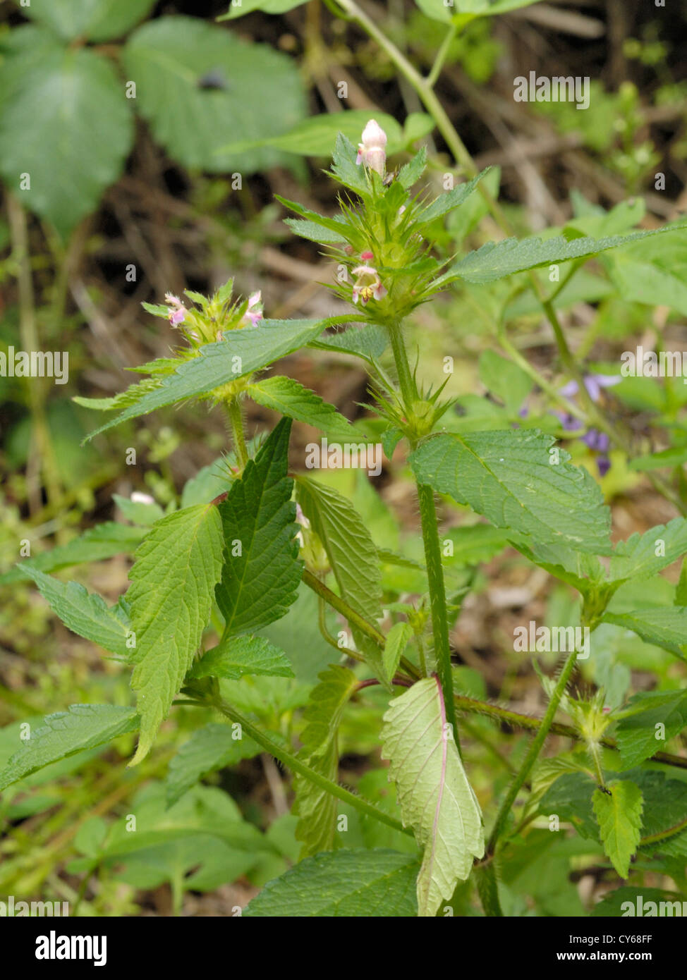Common hemp nettle hires stock photography and images Alamy