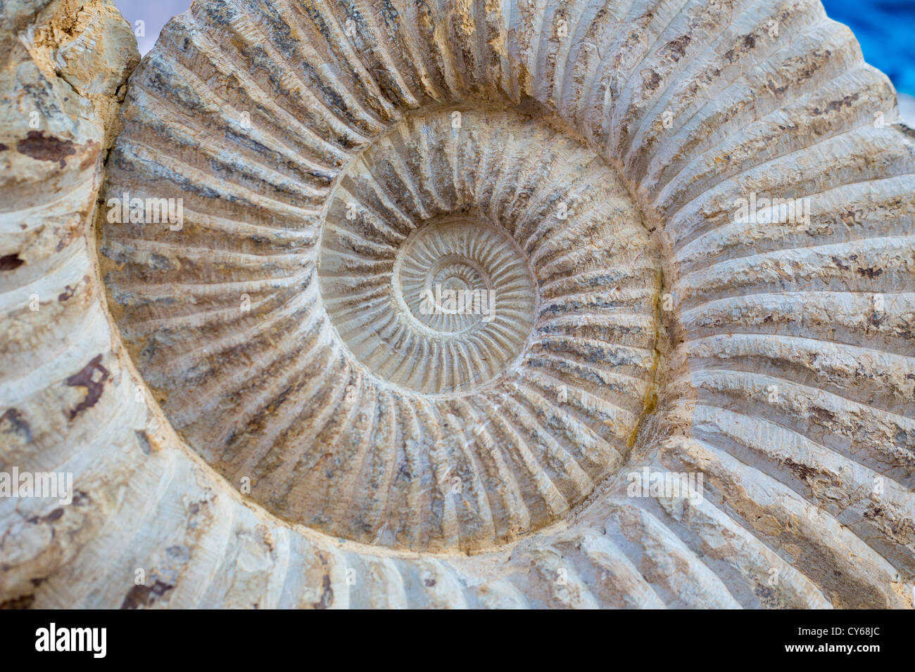 Ancient big snail spiral fossil detail Stock Photo Alamy
