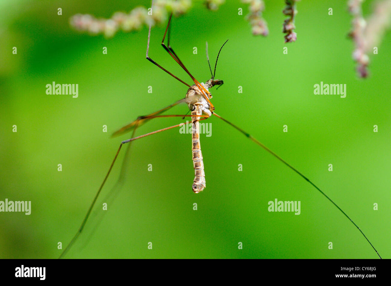 A crane fly or daddy-long-legs insect UK Stock Photo