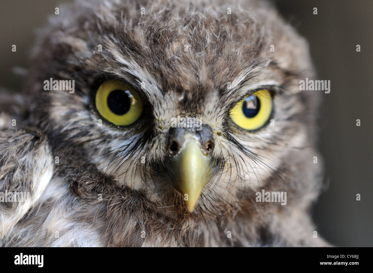 owl Stock Photo