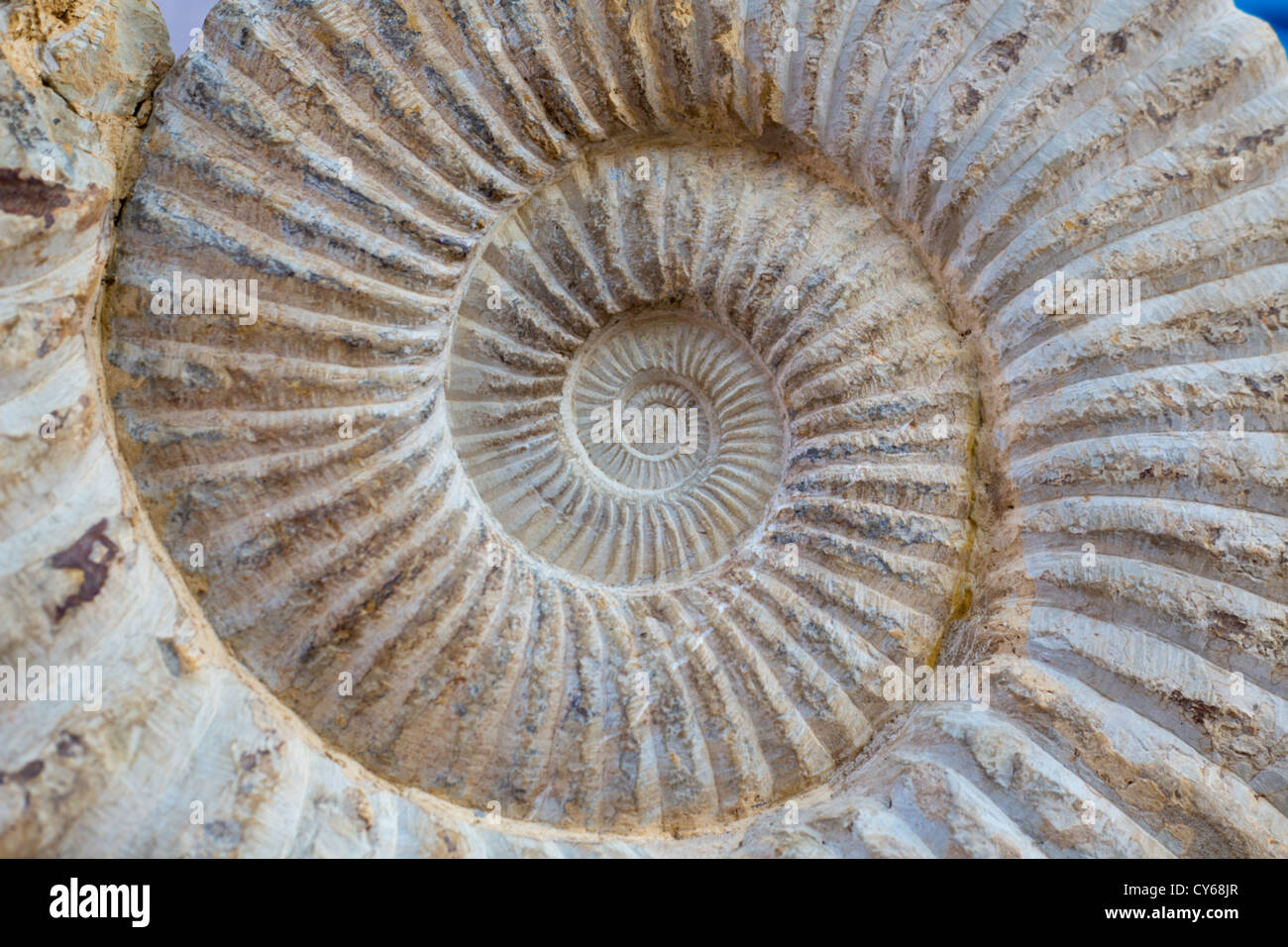 Ancient big snail spiral fossil detail Stock Photo