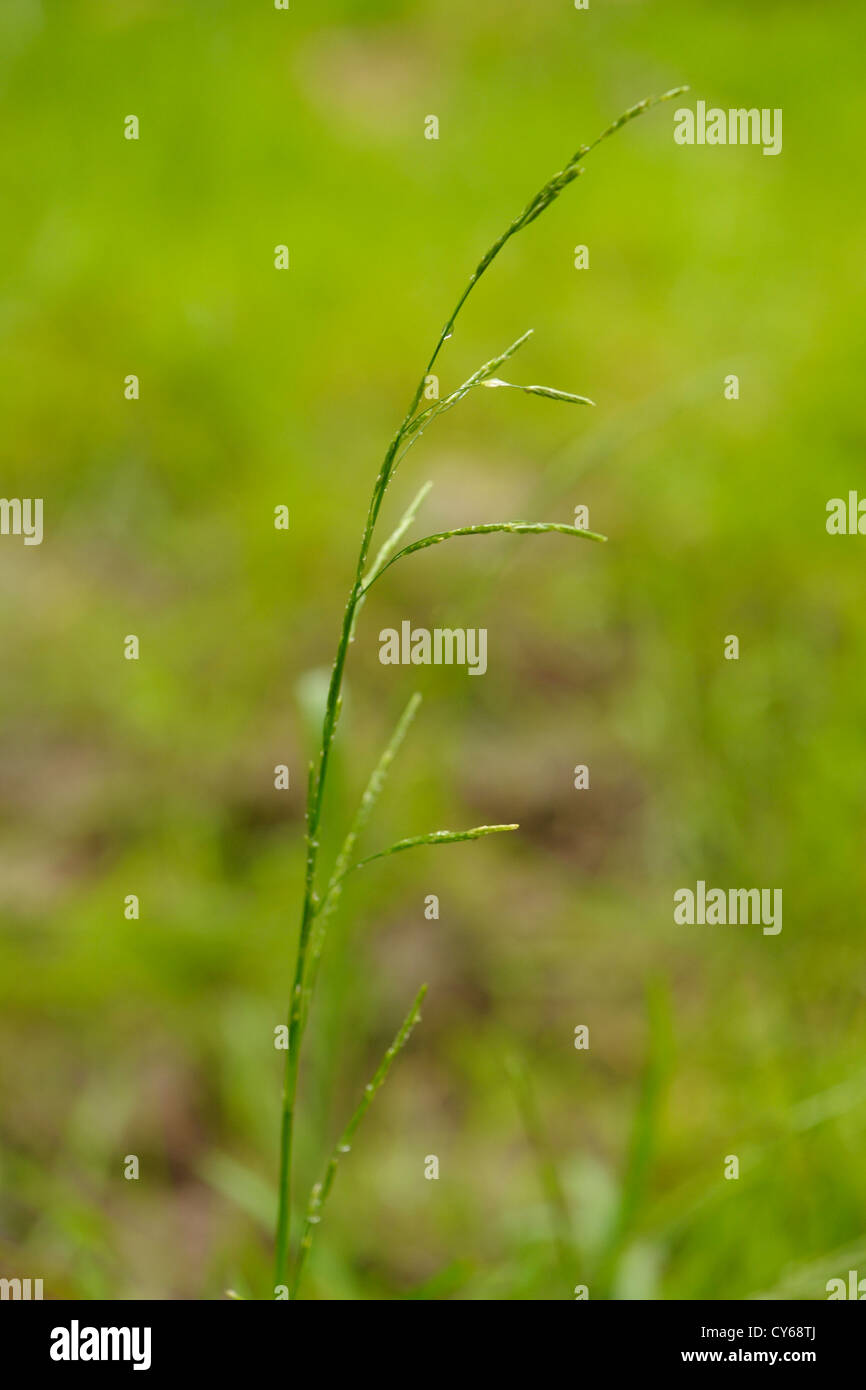 Floating Sweet-grass, Glyceria fluitans Stock Photo