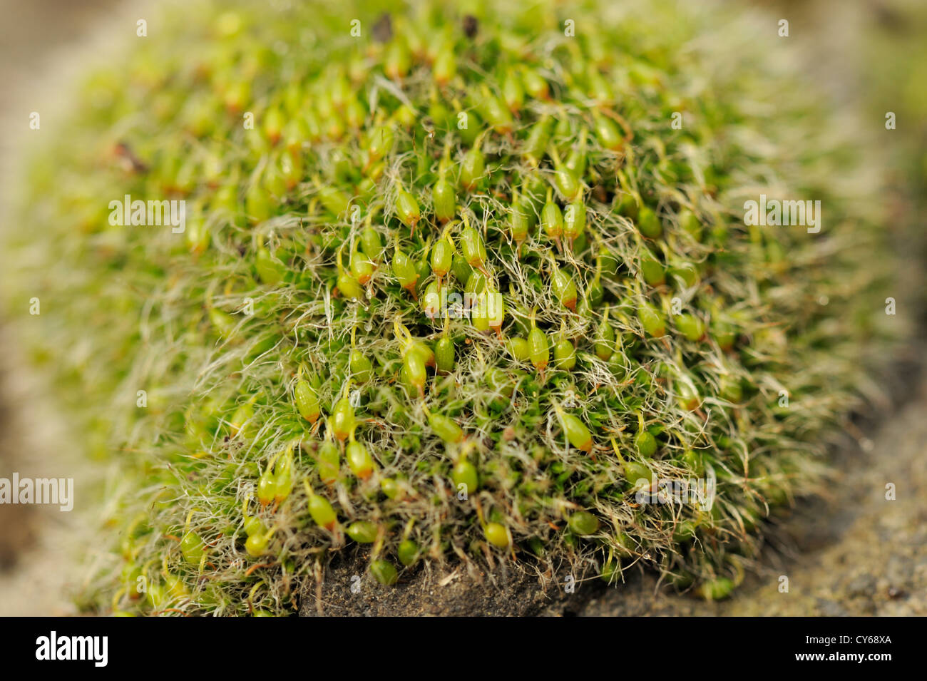 Grey-cushioned Grimmia moss, Grimmia pulvinata Stock Photo