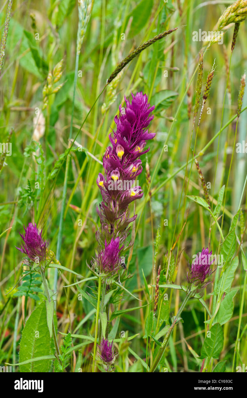 Field cow-wheat (Melampyrum arvense) flowers in the traditional cornfield at College Lake nature reserve, Buckinghamshire. june. Stock Photo