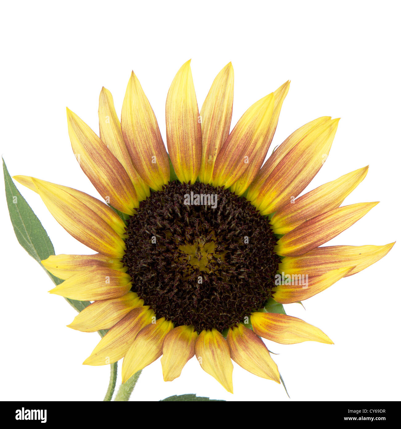 Beautiful Sunflower isolated on white background Stock Photo - Alamy