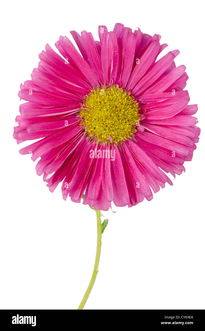 Pink daisy flower isolated on white background Stock Photo - Alamy