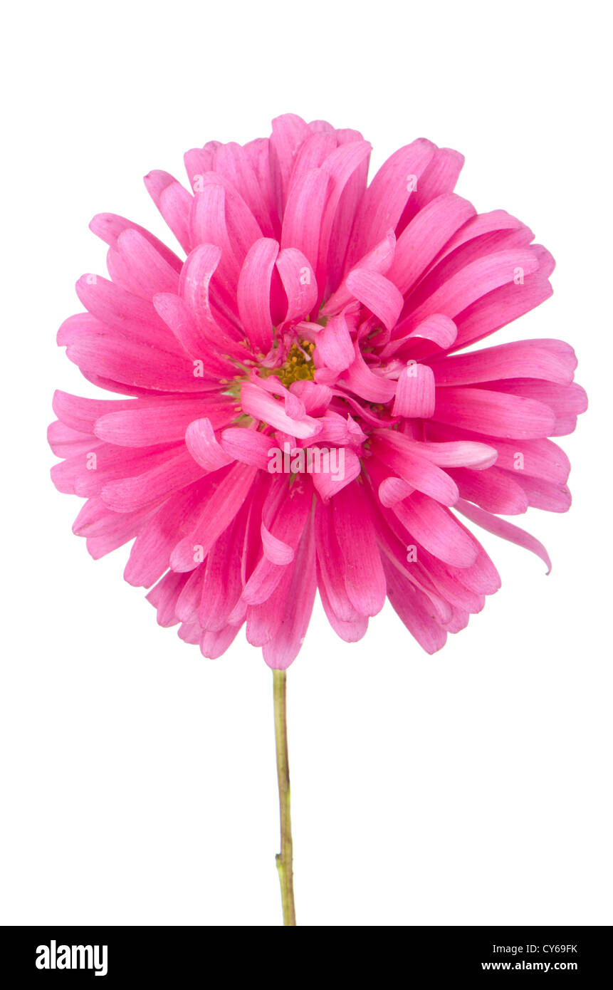 Pink daisy flower isolated on white background Stock Photo - Alamy