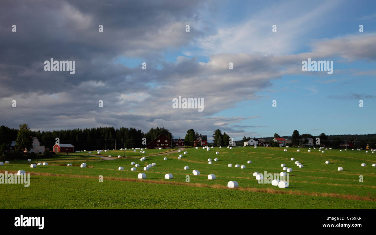 Hay bales wrapped in white plastic sheeting are dotting a field in