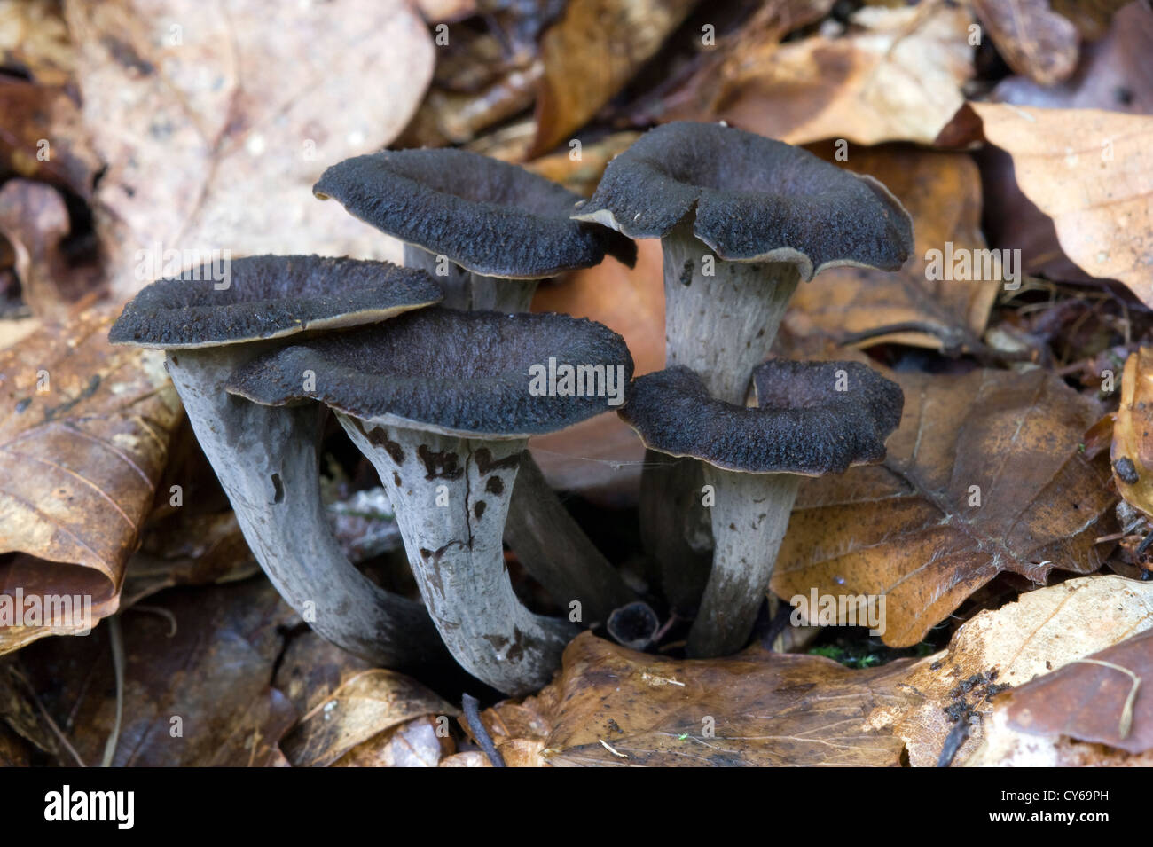 Horn of plenty fungus (Craterellus cornucopioides) Stock Photo