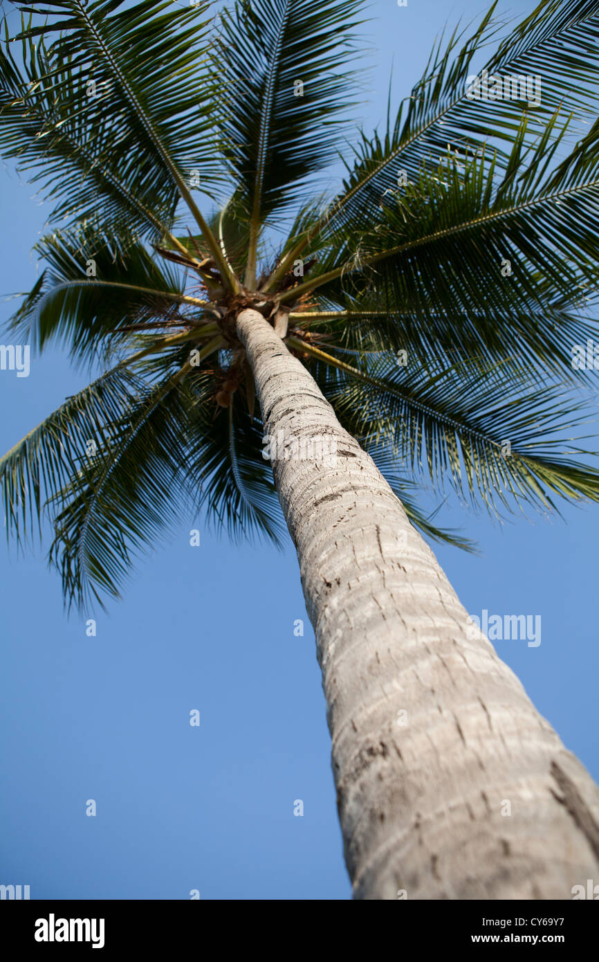 Palm Tree in Australia Stock Photo