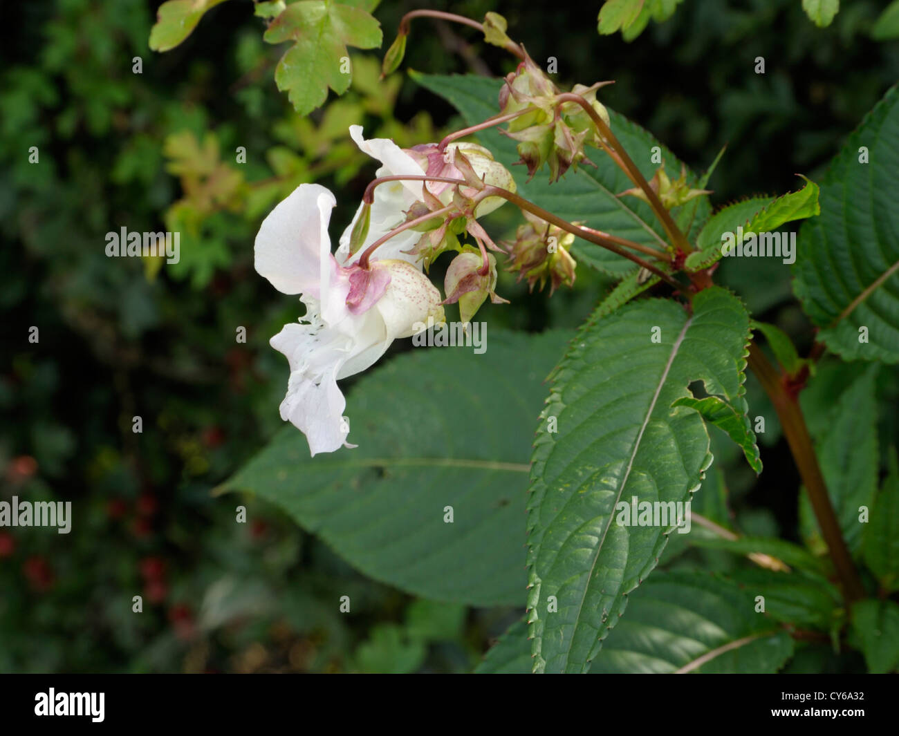 Indian or Himalayan Balsam, Impatiens glandulifera Stock Photo