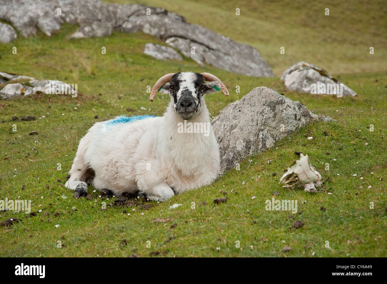 Scottish Blackface sheep and sheep skull. Isle of Harris, Outer Hebrides, Scotland Stock Photo