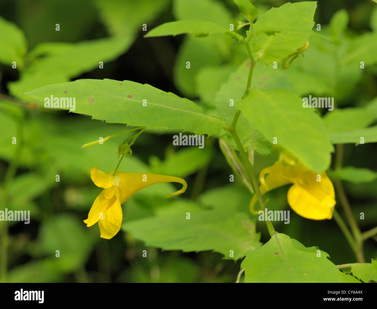 Touch-me-not Balsam, Impatiens noli-tangere Stock Photo