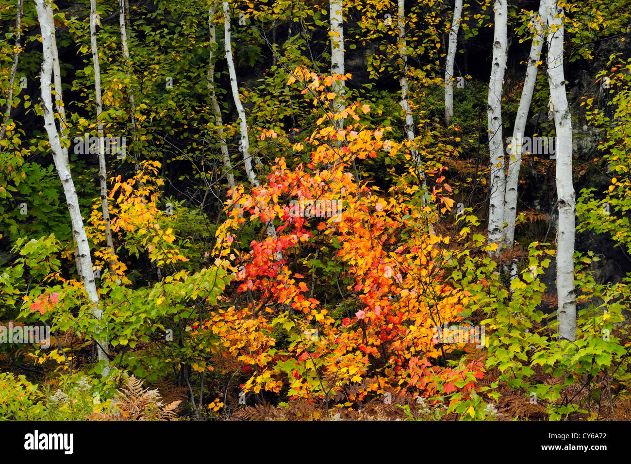 Birch and maple trees with fall colour, Greater Sudbury, Ontario, Canada Stock Photo