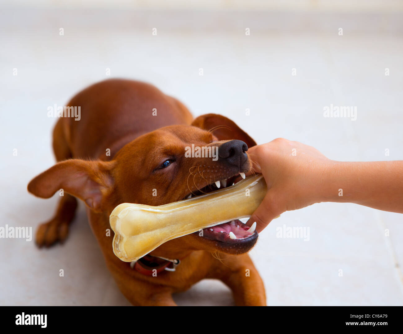 brown pinscher dog playing with bone with children hand Stock Photo