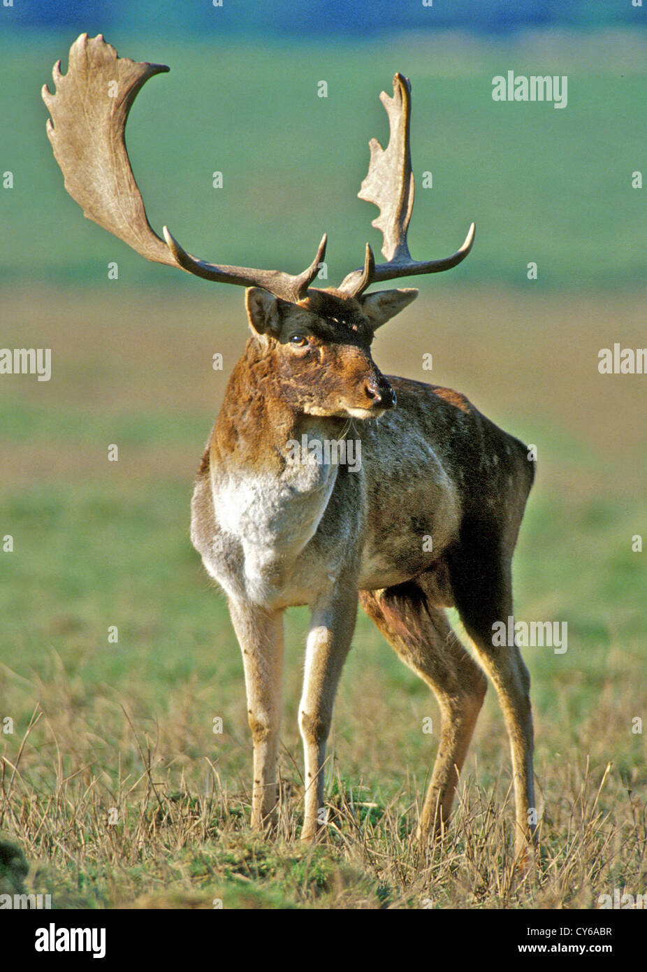 DEER This is a Fallow Buck (Dama dama) photographed in the rutting season. Fallow deer are often found in parks, but a number have escaped over the years and live in wild herds on the Sussex Downs Stock Photo