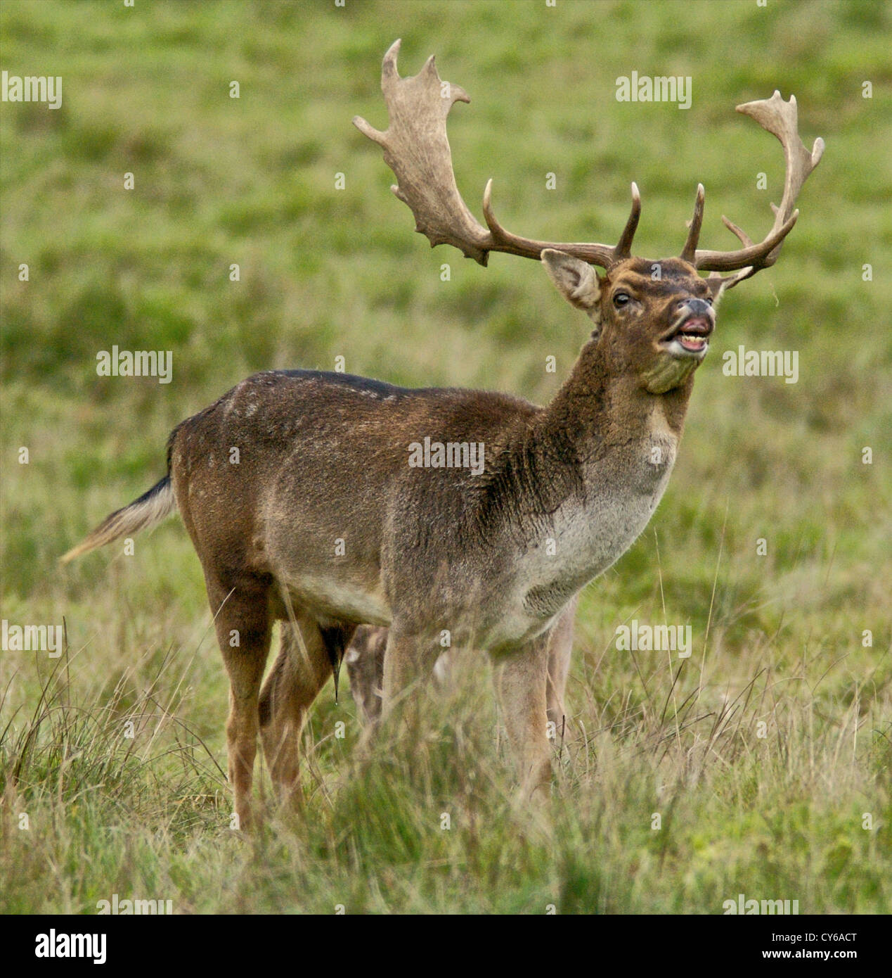 Fallow Bucks Rut Fallow deer (Dama dama) buck in the rut in Autumn Stock Photo - Alamy