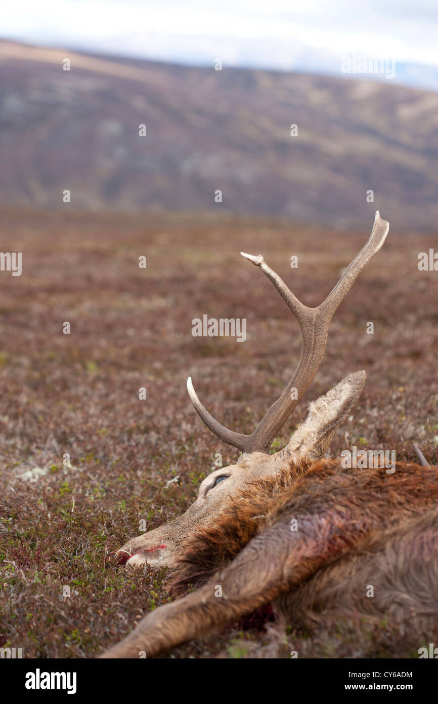 Dead red deer stag in the Scottish Highlands Stock Photo