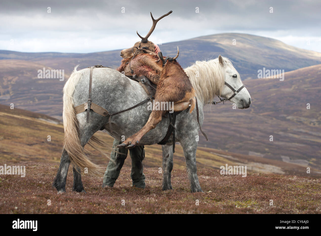 Pony in the Scottish Highlands with a shot red deer stag on its back. Stock Photo