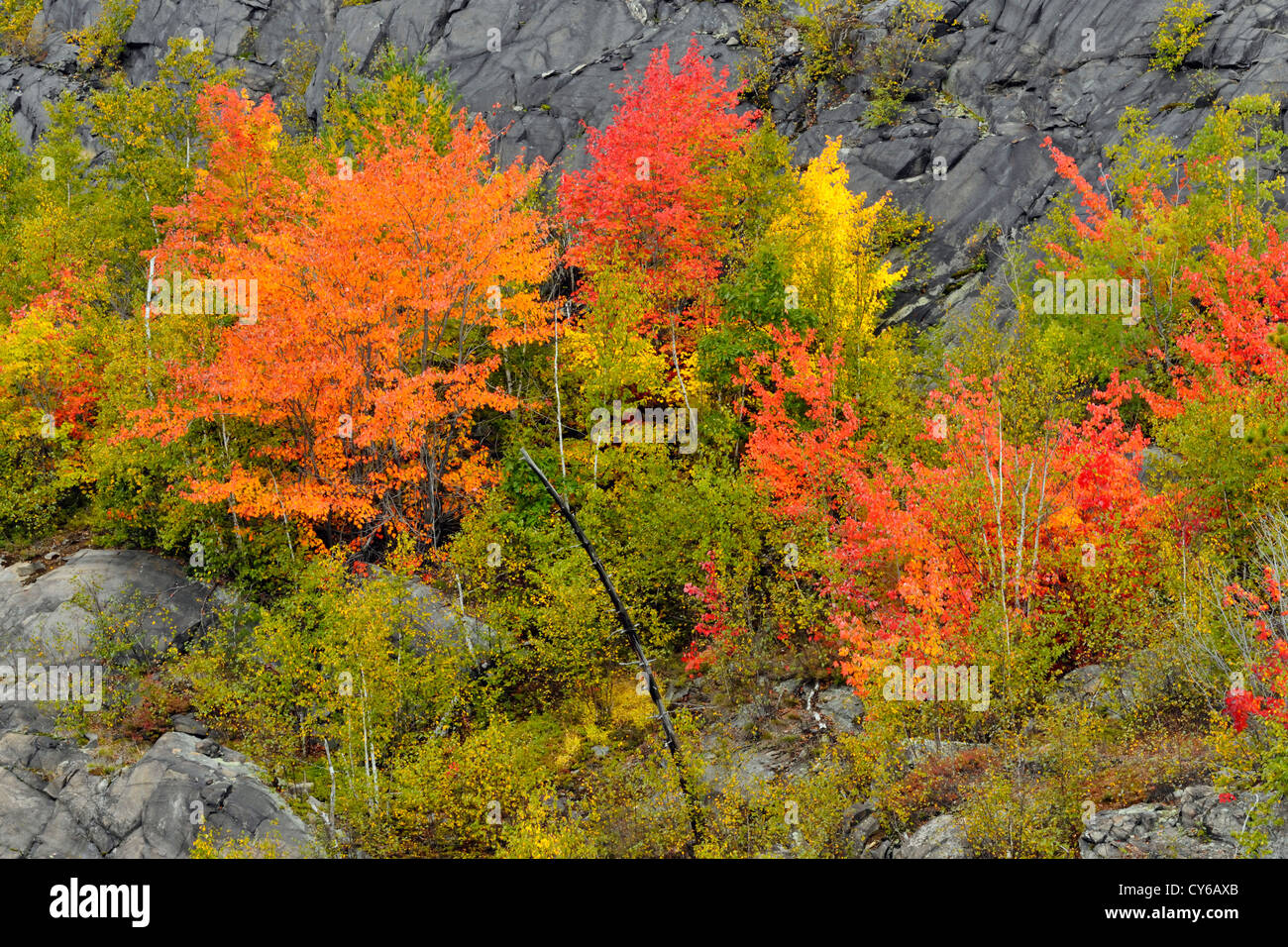 Maples turning colors hi-res stock photography and images - Alamy