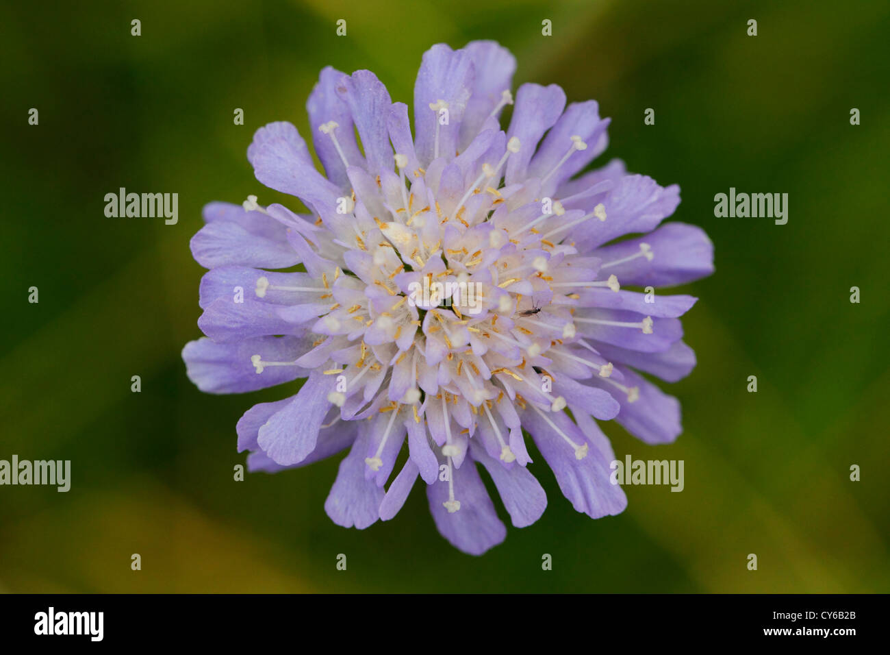 small scabious flower scabiosa columbaria, a perennial wild flower commonly known as butterfly blue Stock Photo