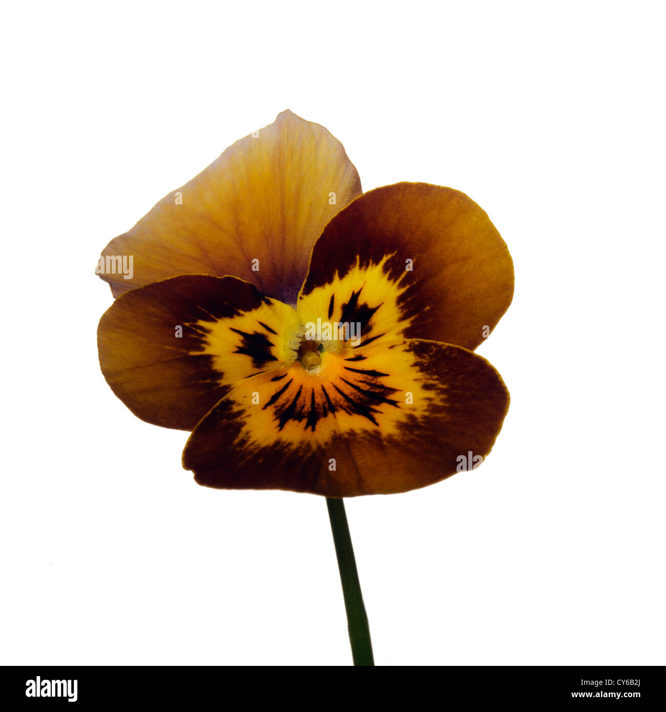 Viola Honey Bee Stock Photo Alamy