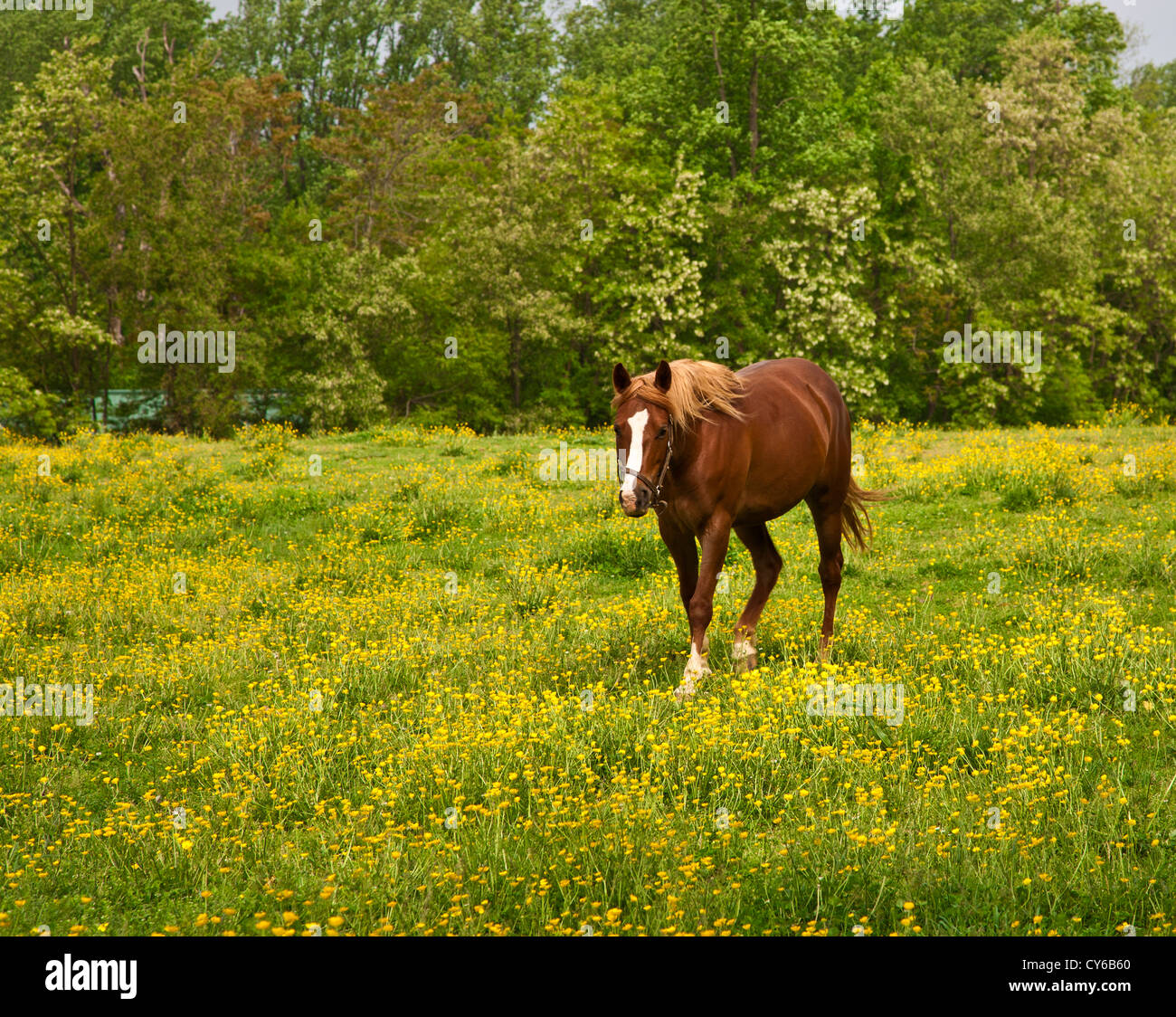 How to plant a Pennsylvania wildflower garden - Farm and Dairy