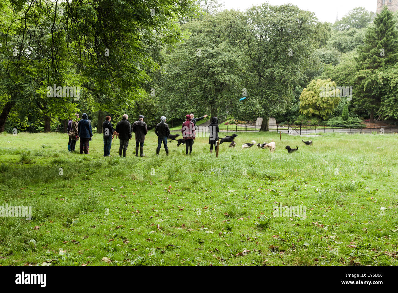 Gathering of dog walkers in a dog park on Kelvin Way in Glasgow next to Kelvingrove Park. Stock Photo