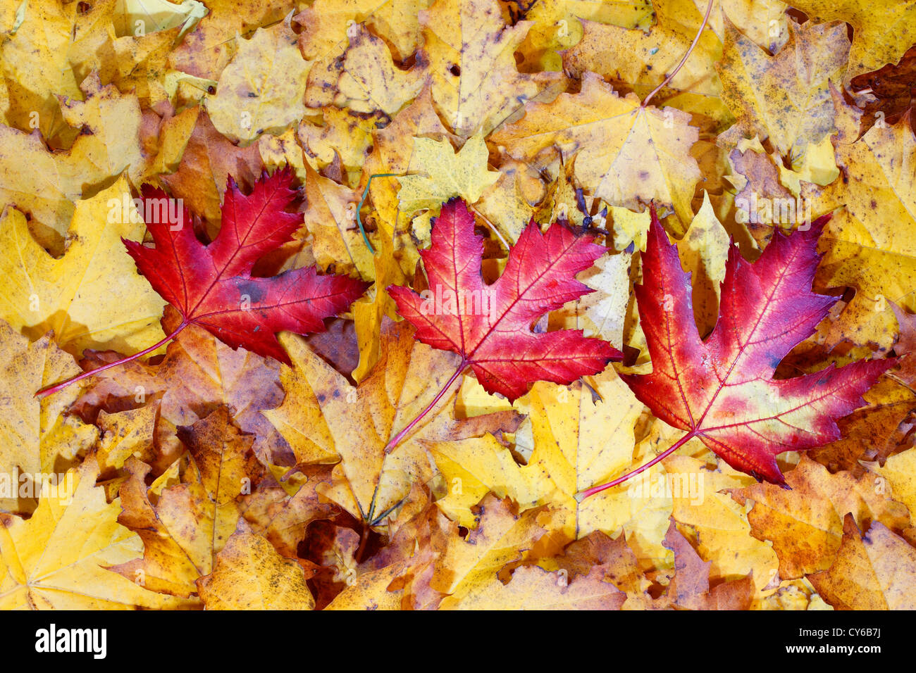 maple leaves Stock Photo
