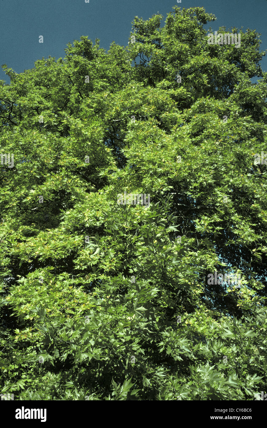 Oriental Plane Platanus orientalis (Platanaceae Stock Photo Alamy