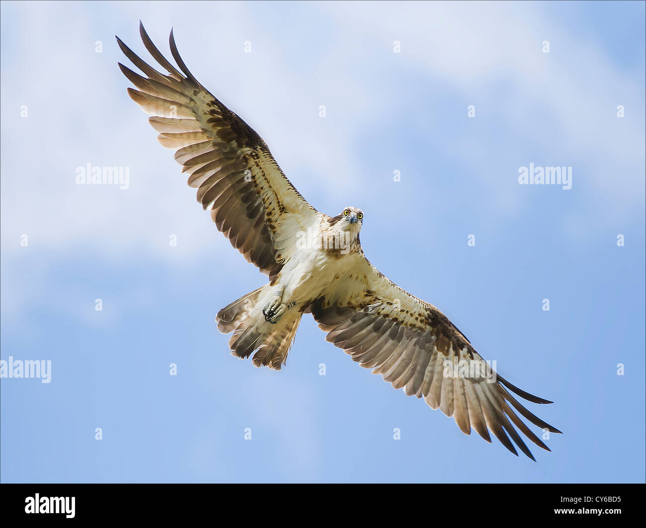 an osprey flying overhead with full eye contact and great feather detail Stock Photo