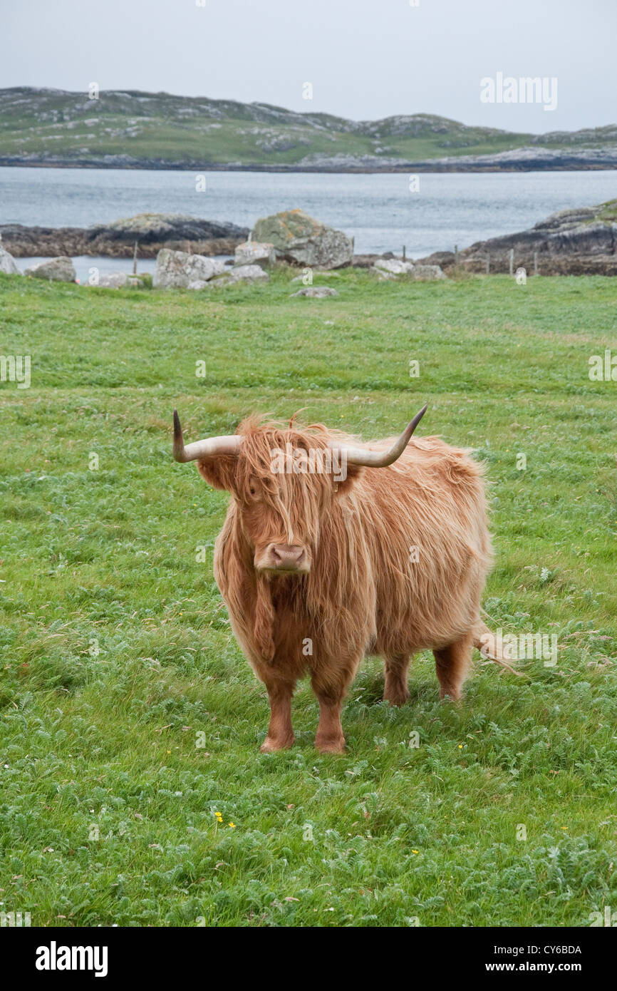 Highland Cow. Isle of Lewis. Outer Hebrides, Scotland Stock Photo - Alamy