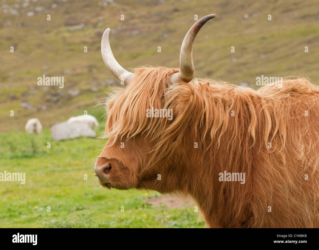 Highland Cow. Isle of Lewis. Outer Hebrides, Scotland Stock Photo