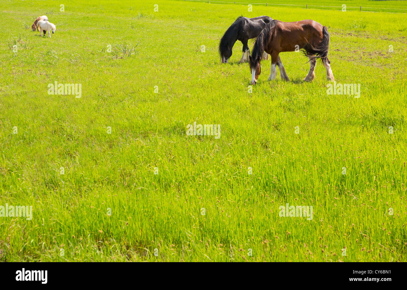 Horses in green yellow spring meadow in Valencia Spain Stock Photo