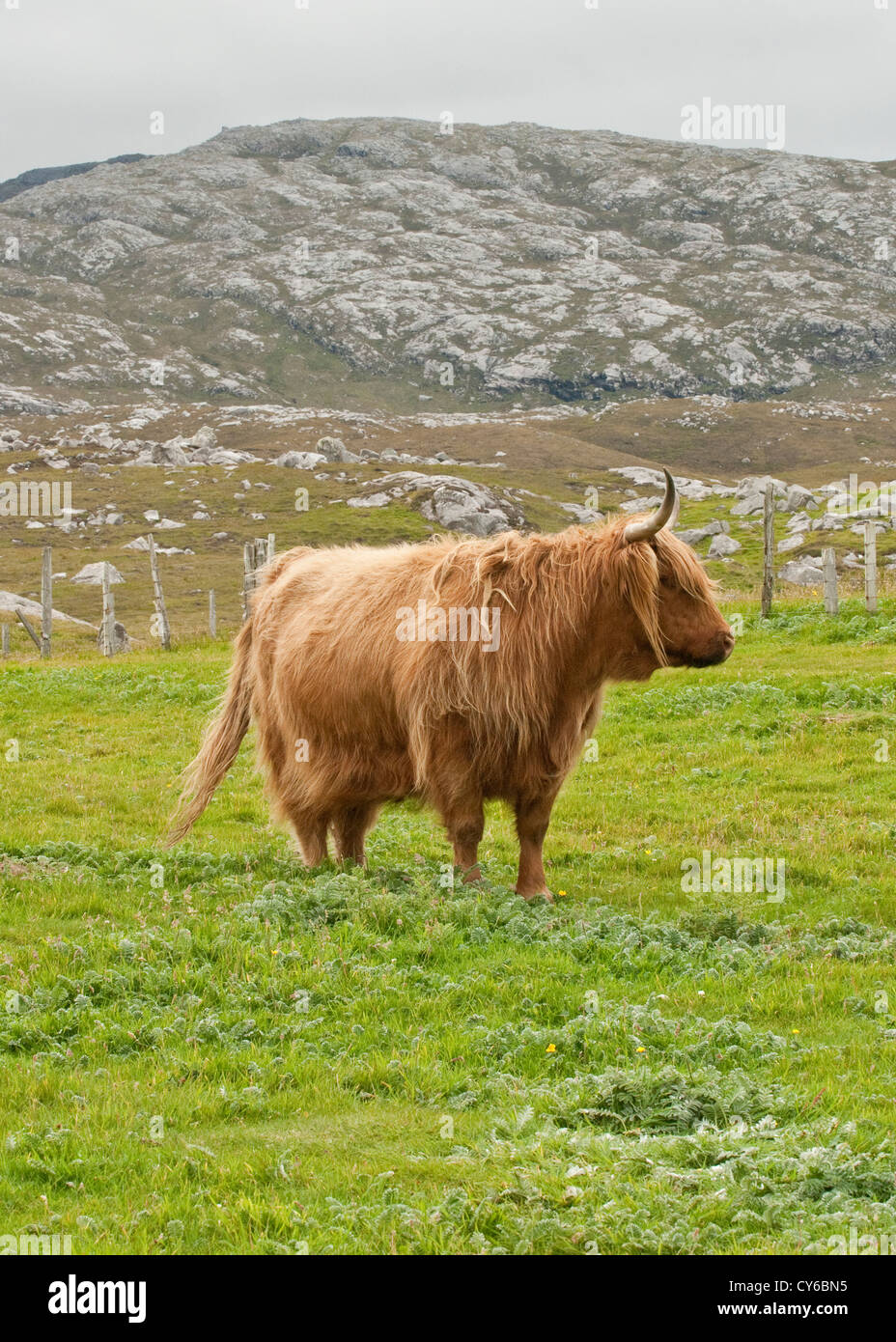 Highland Cow. Isle of Lewis. Outer Hebrides, Scotland Stock Photo - Alamy
