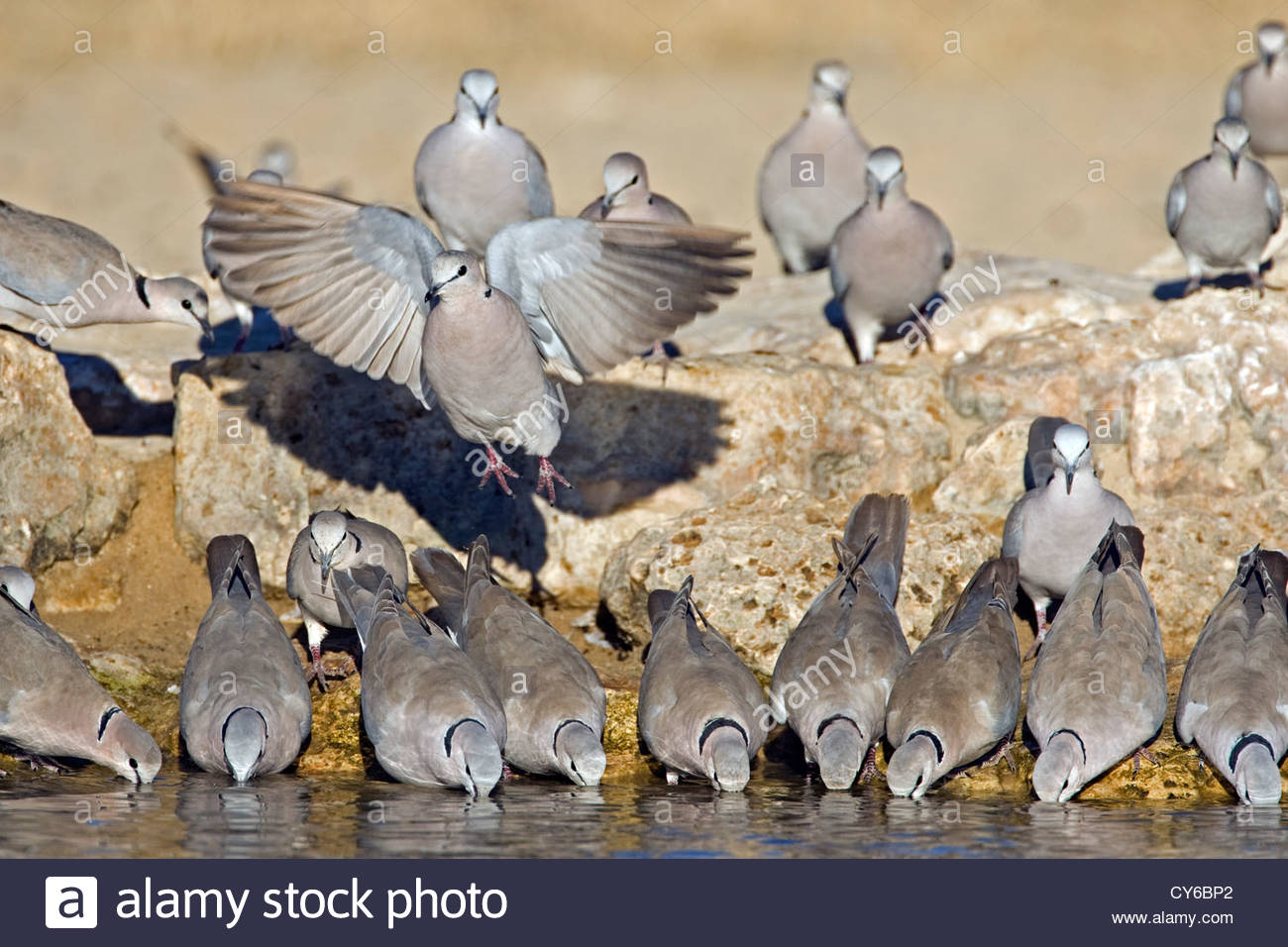 Group Of Doves High Resolution Stock Photography and Images Alamy